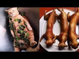 roast, prepare and cook cat meat ...