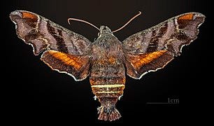 Female