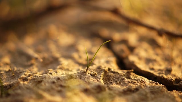 image of a sprouting plant in dry soil