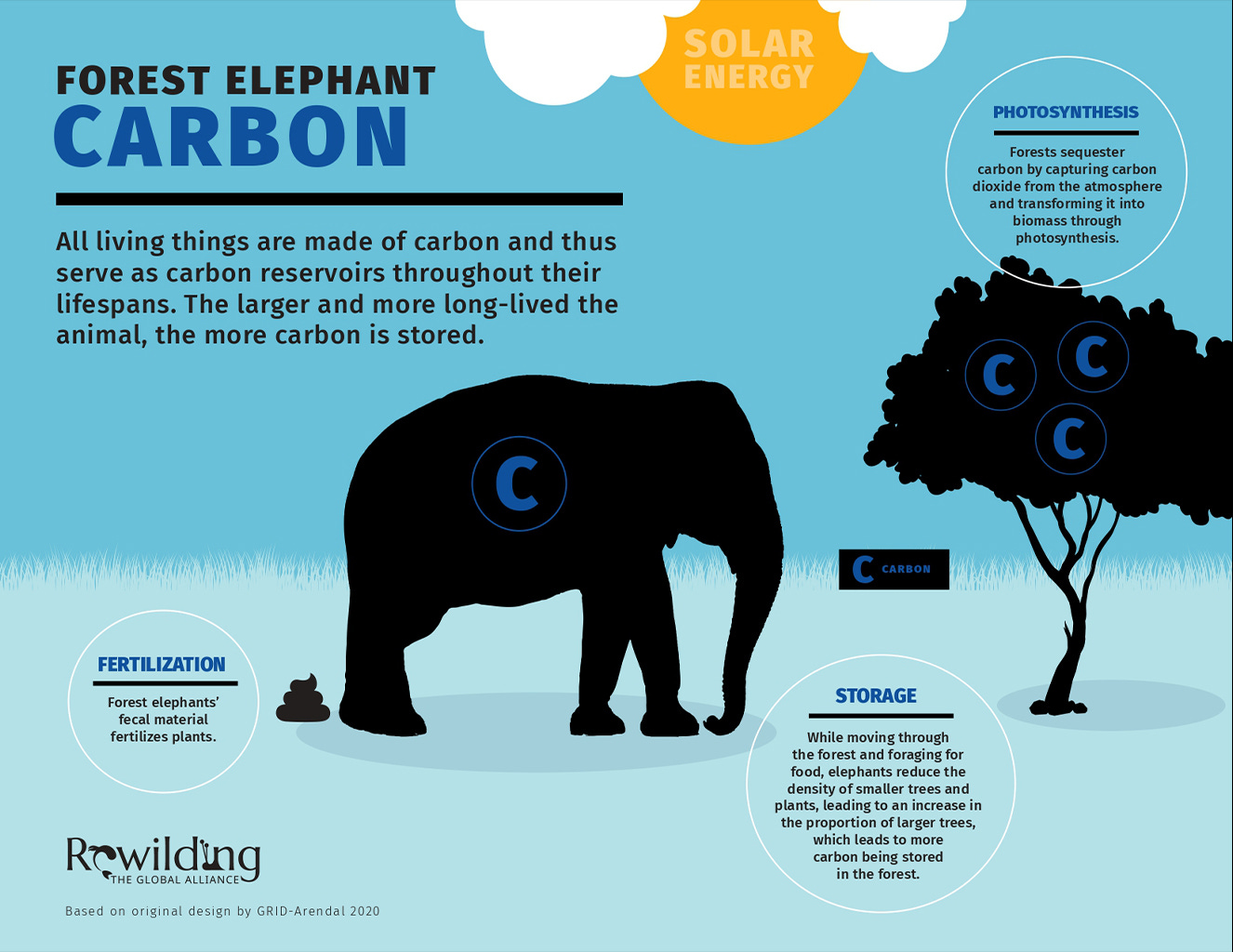 Forest elephant carbon.
