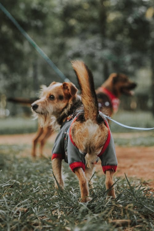 Free Small Dog in Clothes Stock Photo