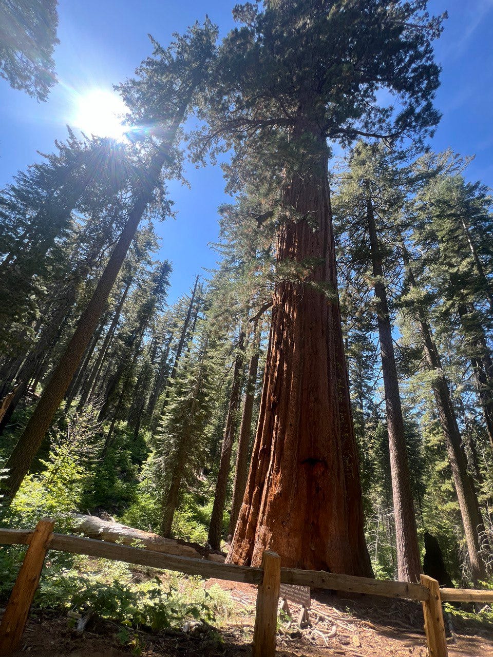 Giant Sequoia tree