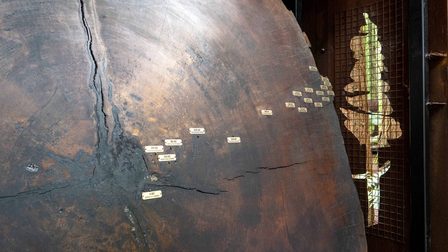 A shiny slice of tree trunk, with key historic dates labelled on the rings