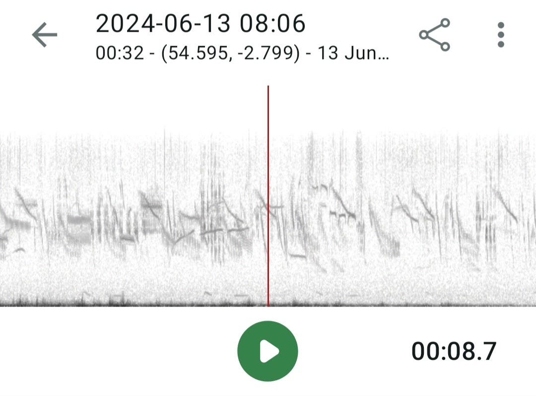 Graph of Skylark sound recording on the Merlin app