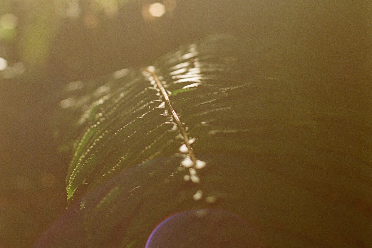 A fern frond glows in soft light.