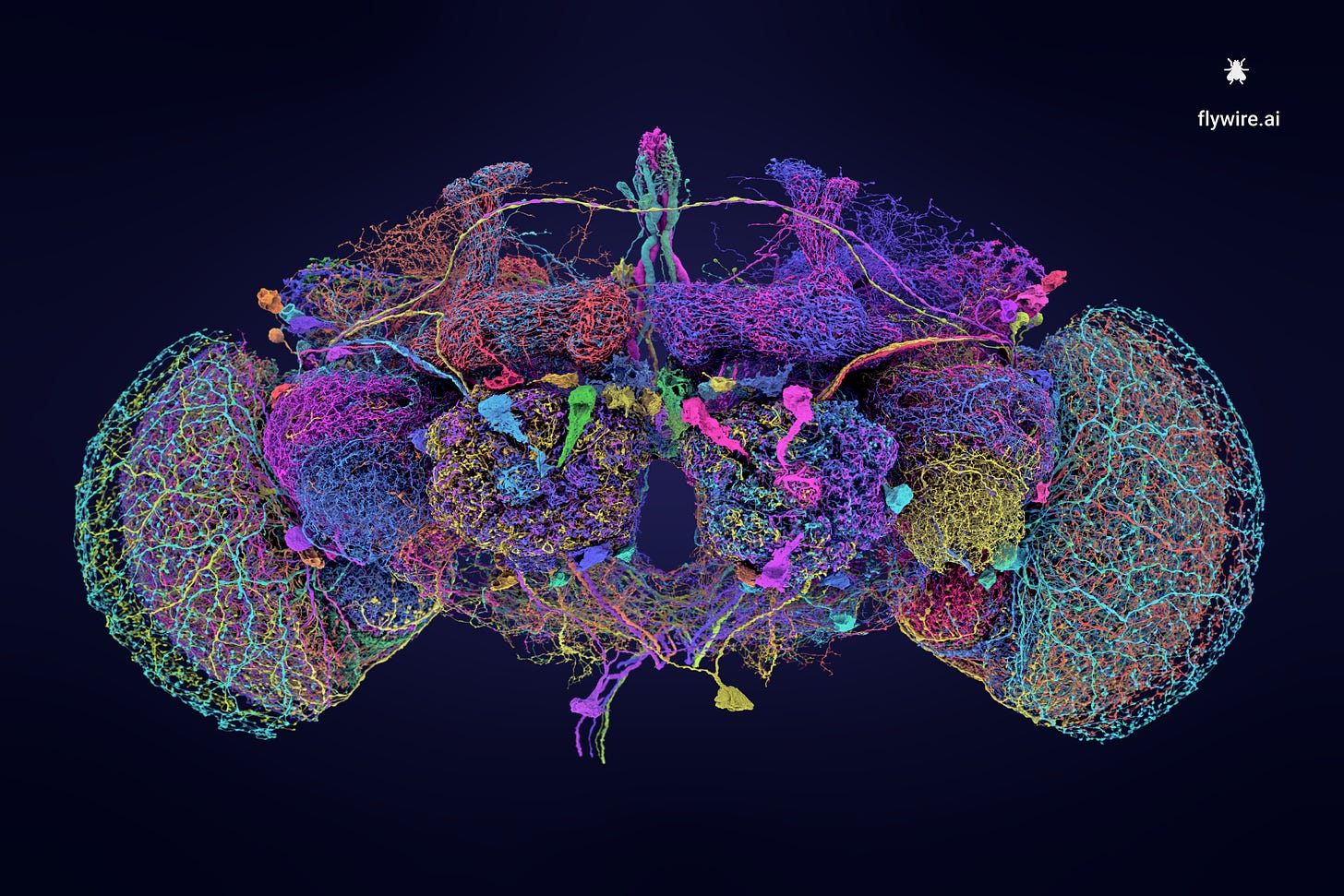 Las 50 neuronas más grandes del conectoma del cerebro de la mosca.