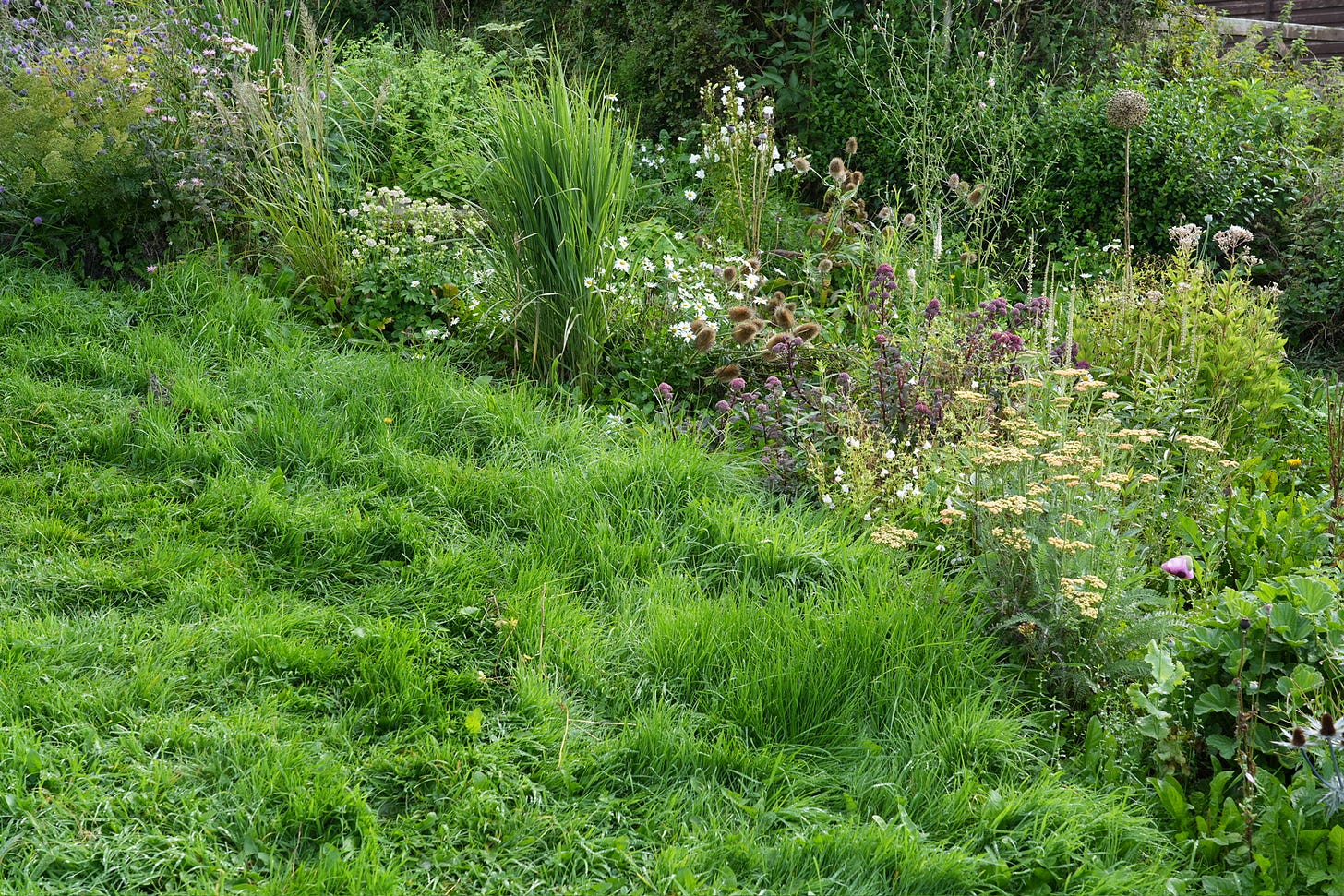 Overgrown lawn path