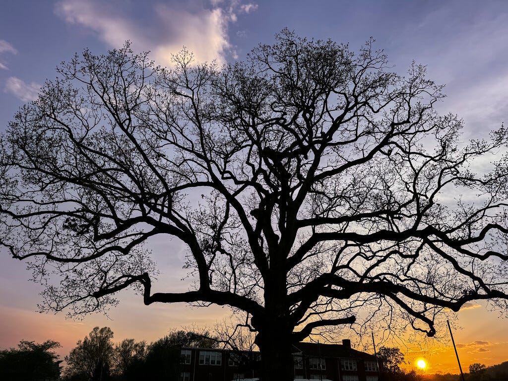 Oak tree at sunset