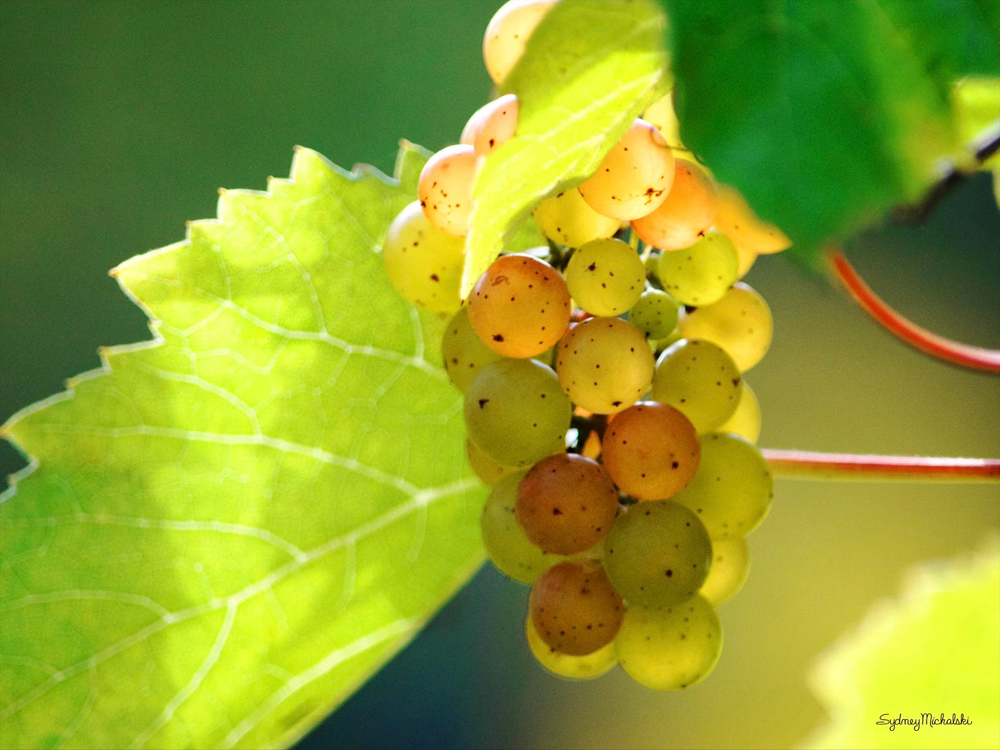 A cluster of golden ripe grapes glows on the vine.