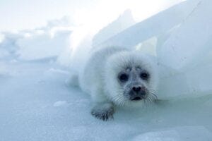 A white, fluffy Caspian seal pup looks at the camera while sitting on some ice.