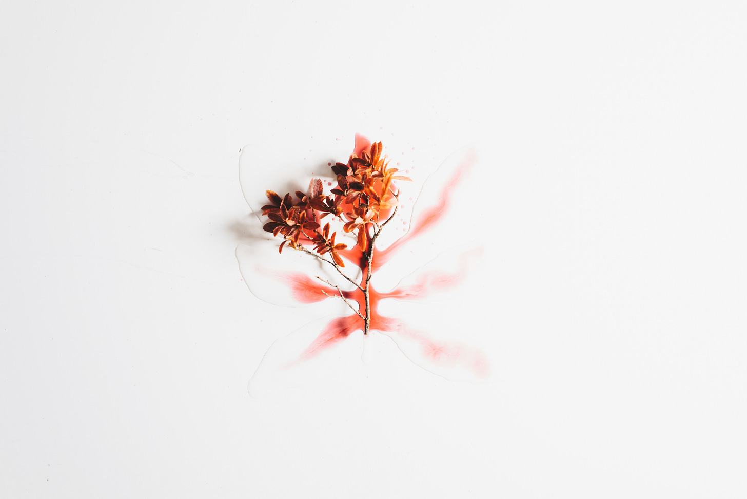 Abstract minimalist photo of a red leaved plant and symmetrical blotting of reddish ink