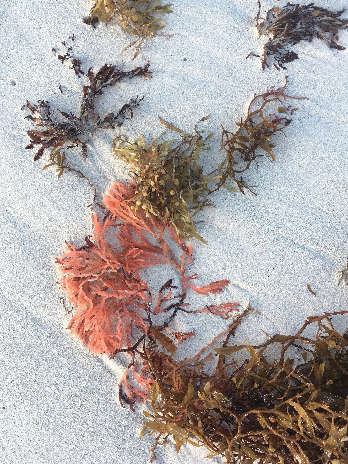 A photo of a beach in Mexico, a close up of different kinds and colours of artfully spread out seaweed, including one lovely pink coral-coloured one. They are seen quite close up, from above, so you can't see the ocean in this photo. But you can hear it.