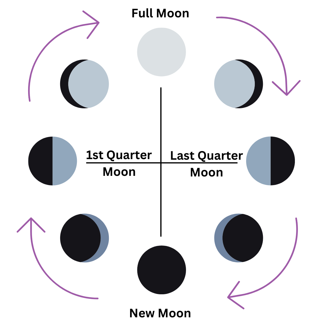 Diagram of a lunar cycle.