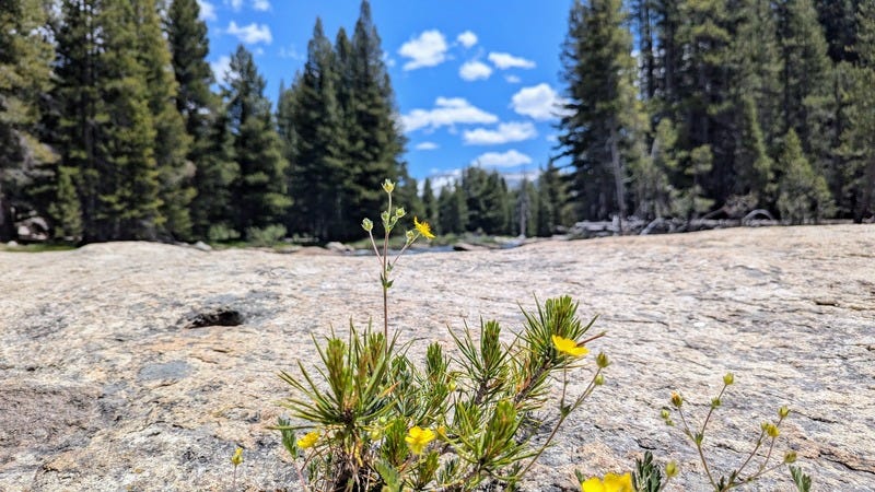 Yellow flowers in focus in the foreground, granite rock and evergreen trees in the background