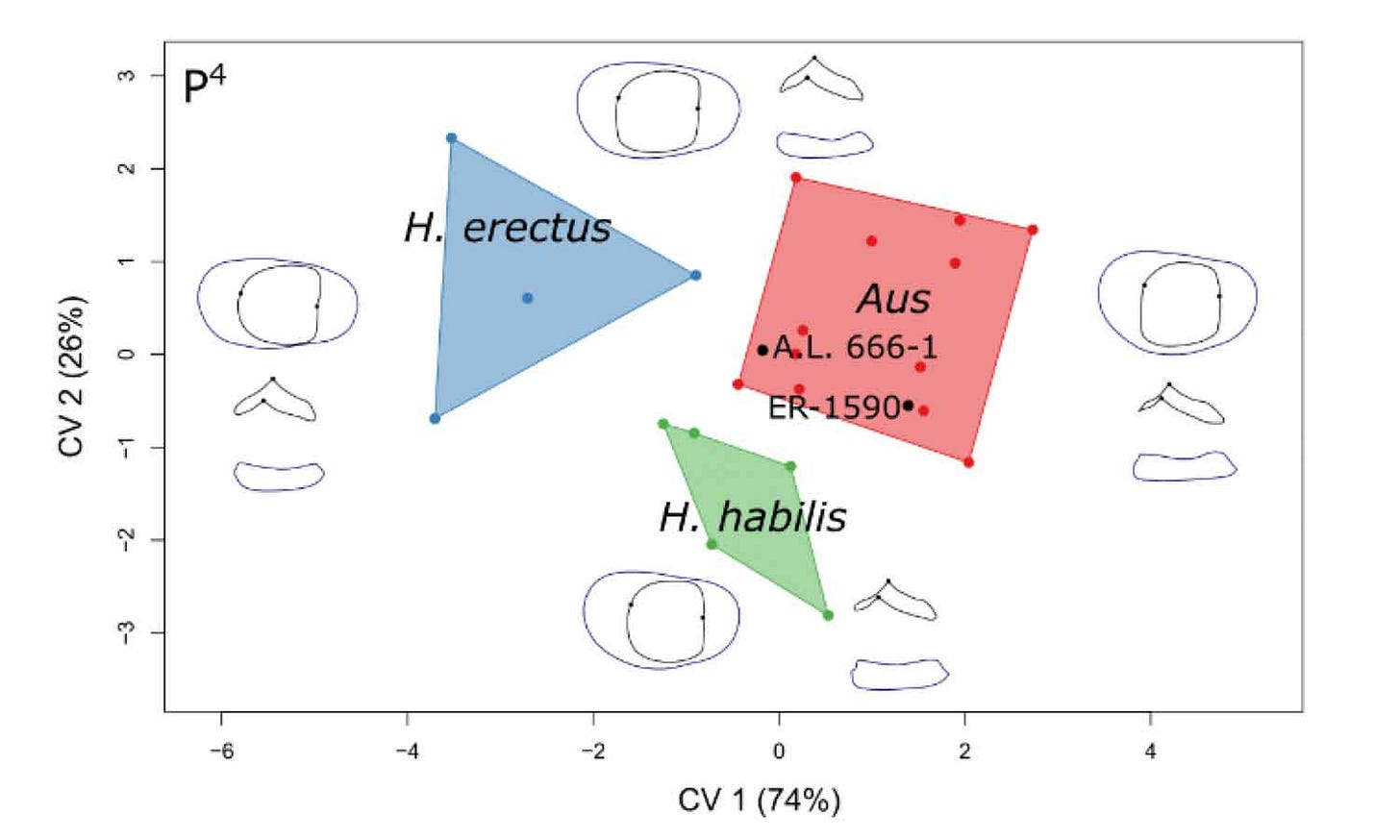 A plot showing two canonical variate axes with accompanying shape wireframes for maxillary fourth premolars. The three groups separate well and are marked with convex hulls. A plot showing two canonical variate axes with accompanying shape wireframes for maxillary fourth premolars. The three groups separate well and are marked with convex hulls.