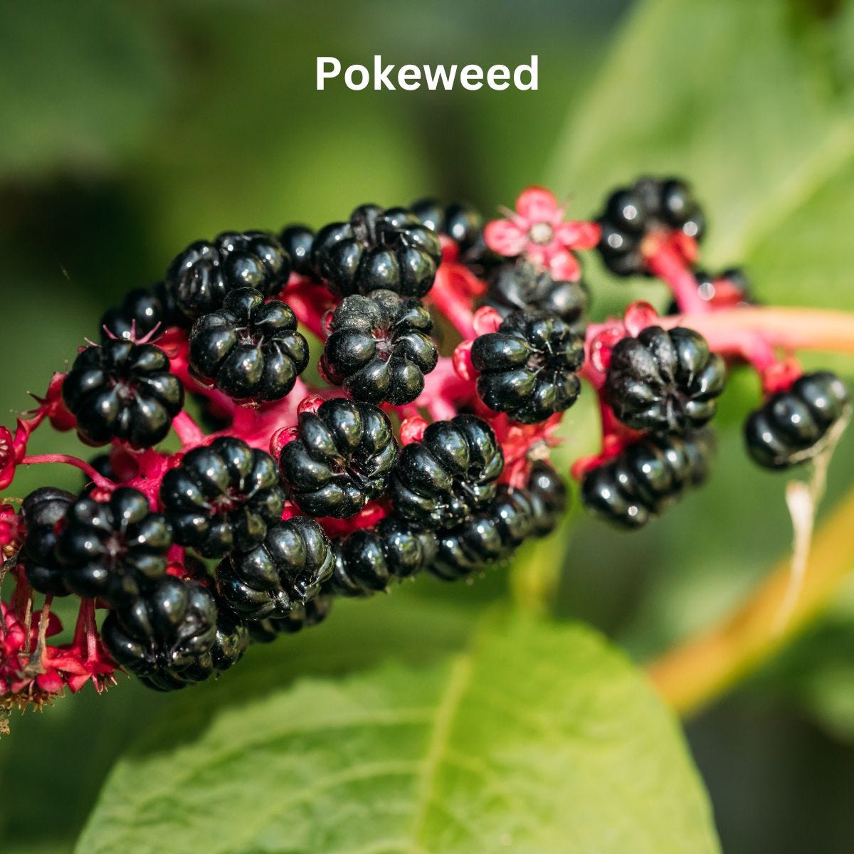 Pokeweed