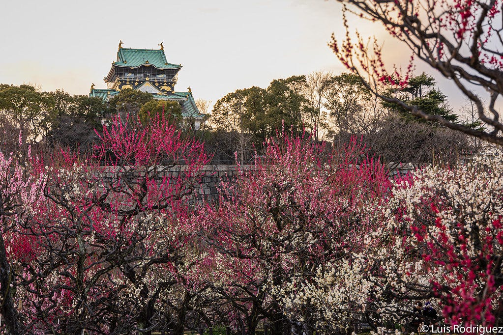 Miles de ciruelos en el parque del castillo de Osaka