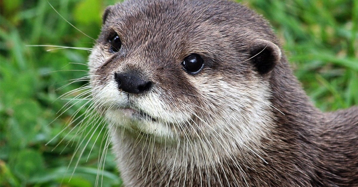 Close up of an otter's face. 