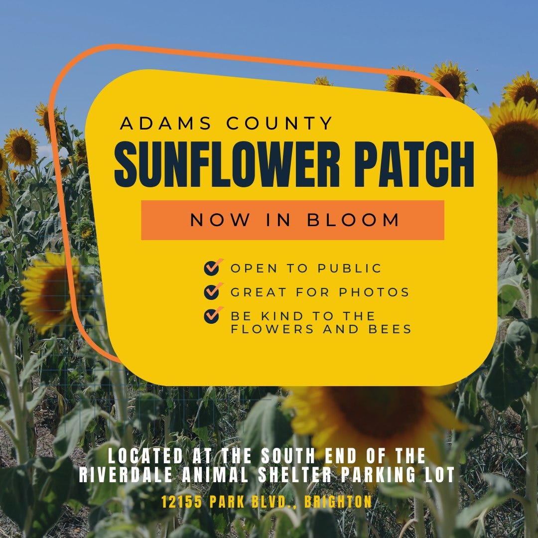 May be an image of flower and text that says 'ADAMS COUNTY SUNFLOWER PATCH NOWIN BLOOM OPEN TO PUBLIC GREAT FOR PHOTOS BE KIND TO THE FLOWERS AND BEES LOCATED ATTHE SOUTH END OF THE RIVERDALE ANIMAL SHELTER PARKING LOT 12155 PARK BLVD., BRIGHTON'