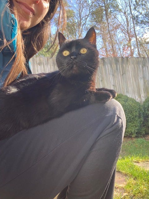 black cat sitting in writer's lap outside