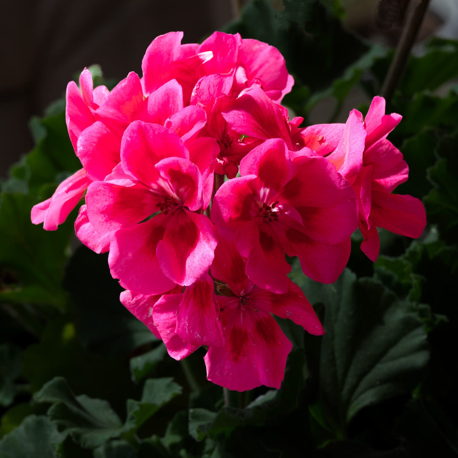 A dark pink geranium cluster of blooms against the dark green of the leaves