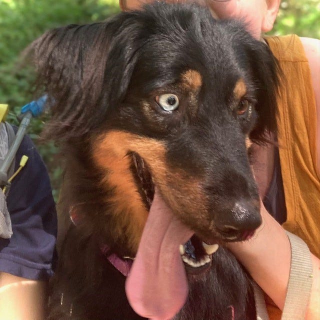 Brown and black dog with wild eyes and tongue hanging out