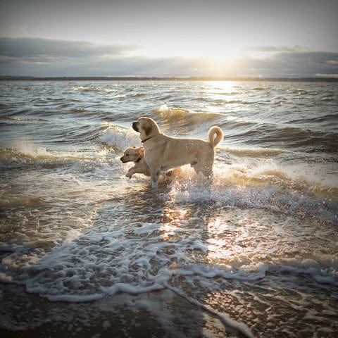 Getting Two Dogs, Exercise, Dogs Playing on Beach, Labrador and Anatolian Shepherd Photo by Dog photographer Ron Schmidt