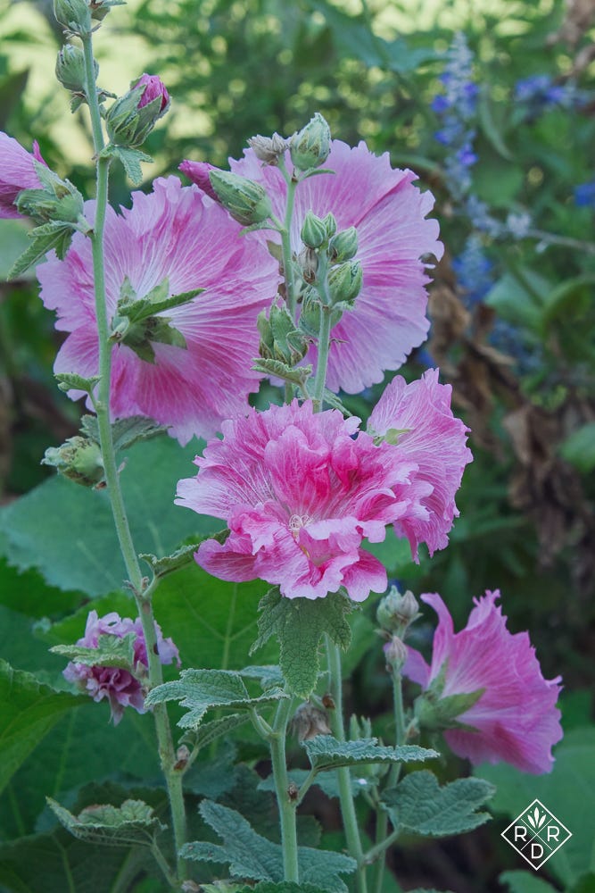 Another view of the pink hollyhocks. They had virtually no rust either. Part of the cutting garden update.