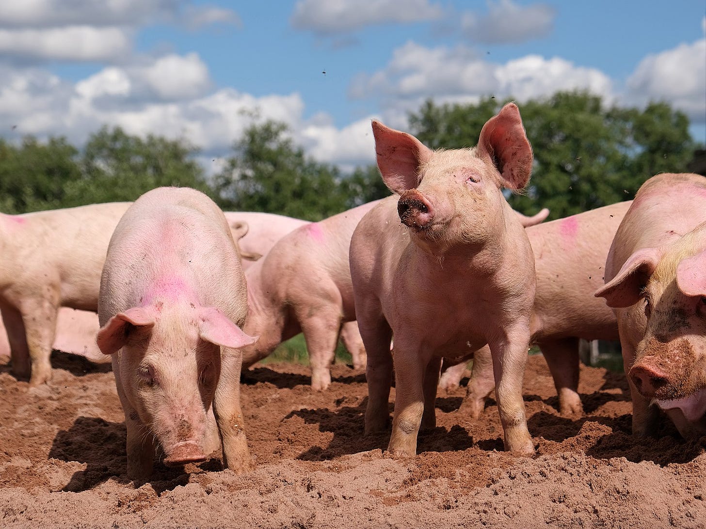 an image of six or seven pigs standing in the mud with trees in the background, one pig looks up