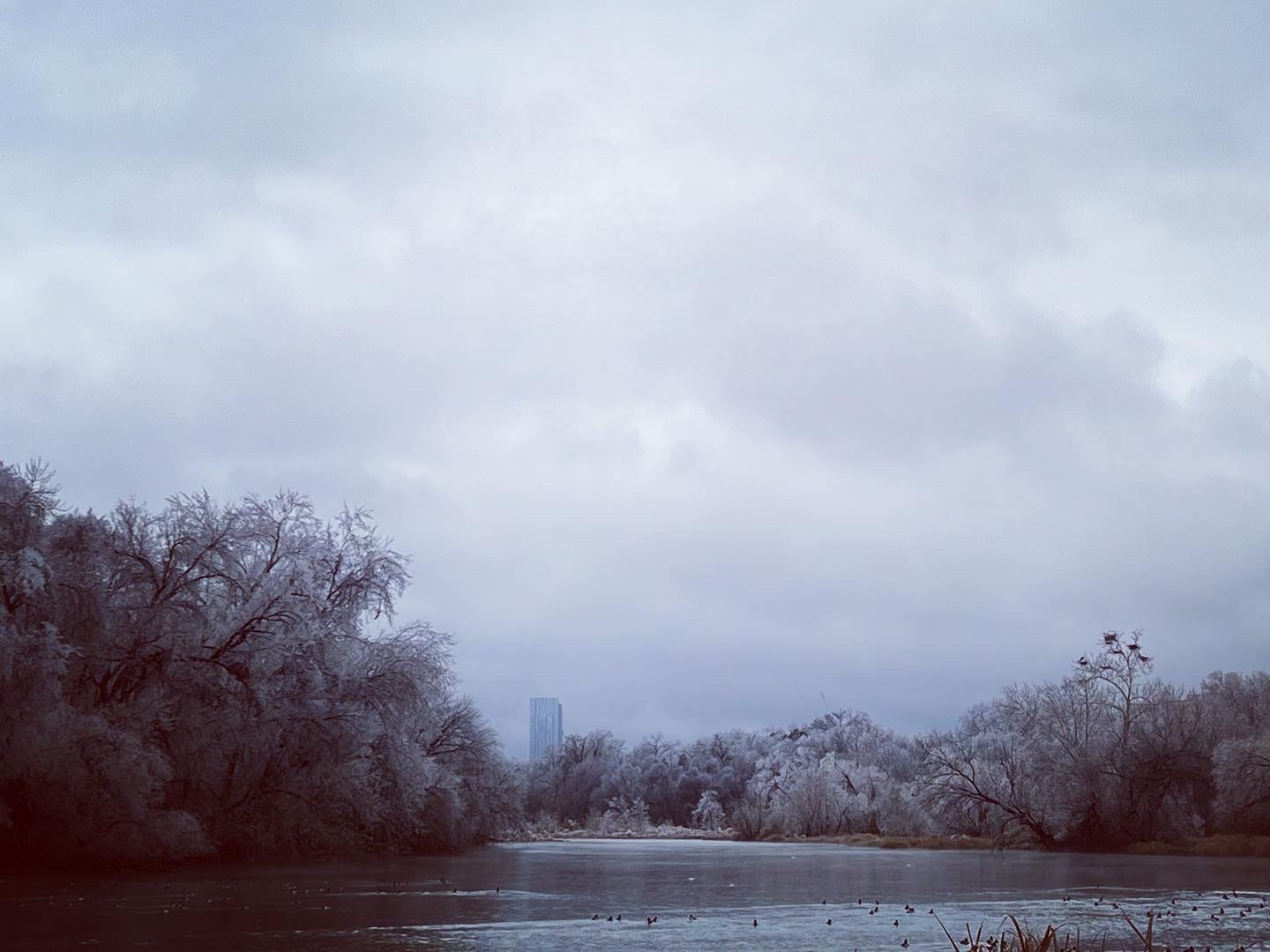 Picture of Colorado River with ice encrusted trees, herons in the rookery, and a high rise in the background