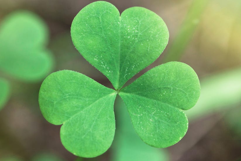 The Meaning of the Irish Shamrock (Clover) | The Sweater Shop