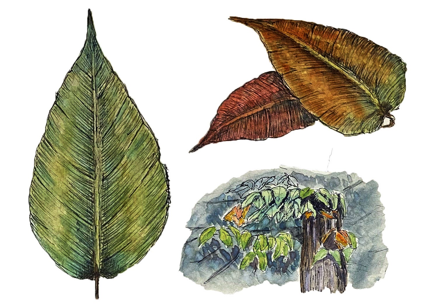 illustration of autumn leaves and tree