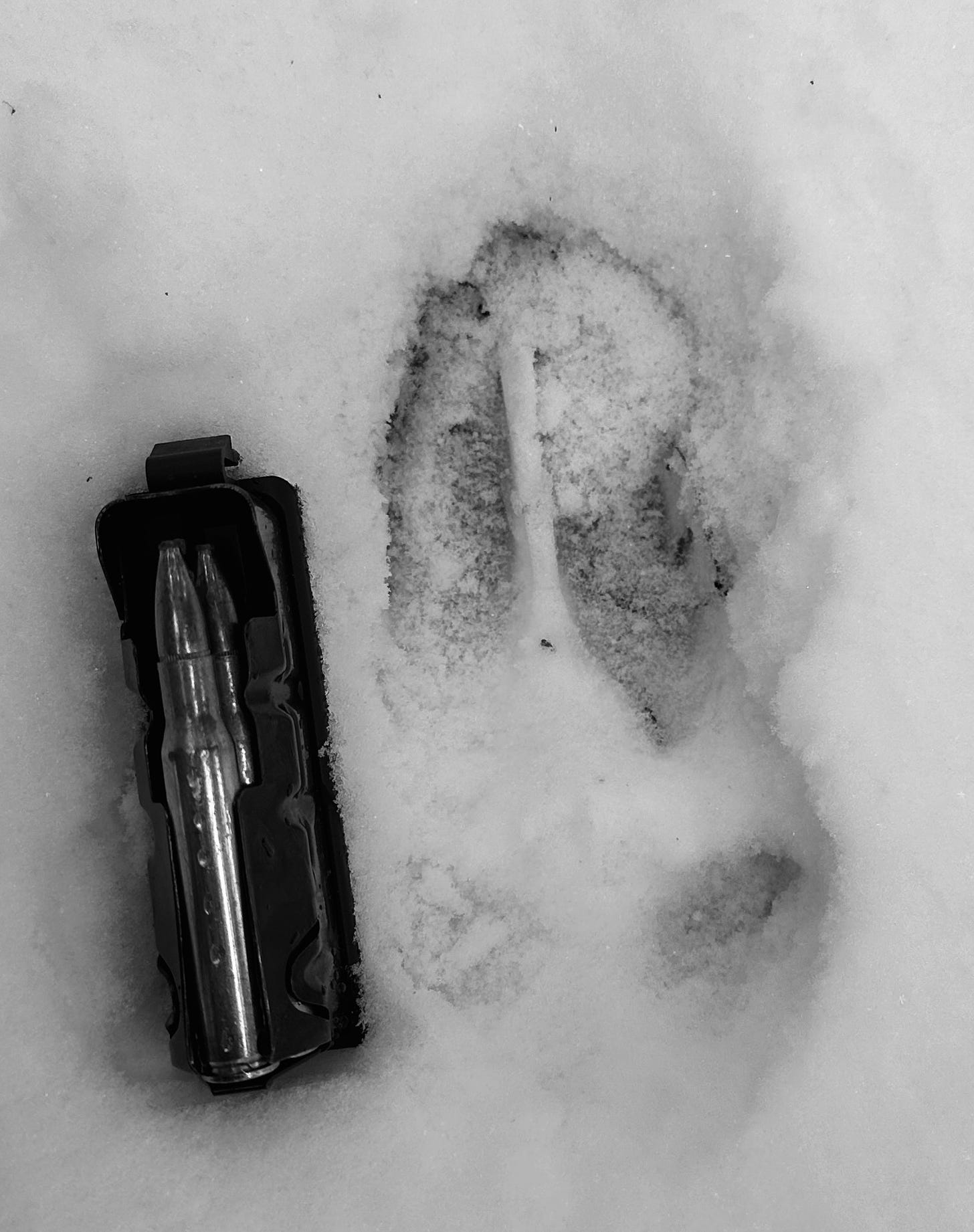 A deer hoof print in the snow next to a bullet magazine clip placed there for scale.