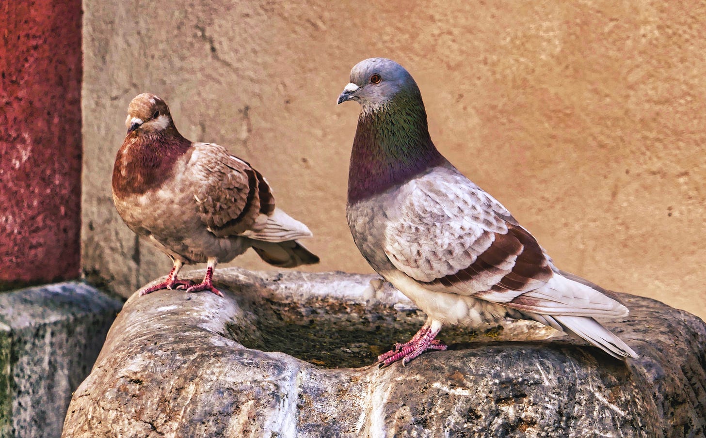 Two pigeons sitting on a stone, one with a grey, green, and purple feathers on the right and the other with lights and dark brown feathers on the left