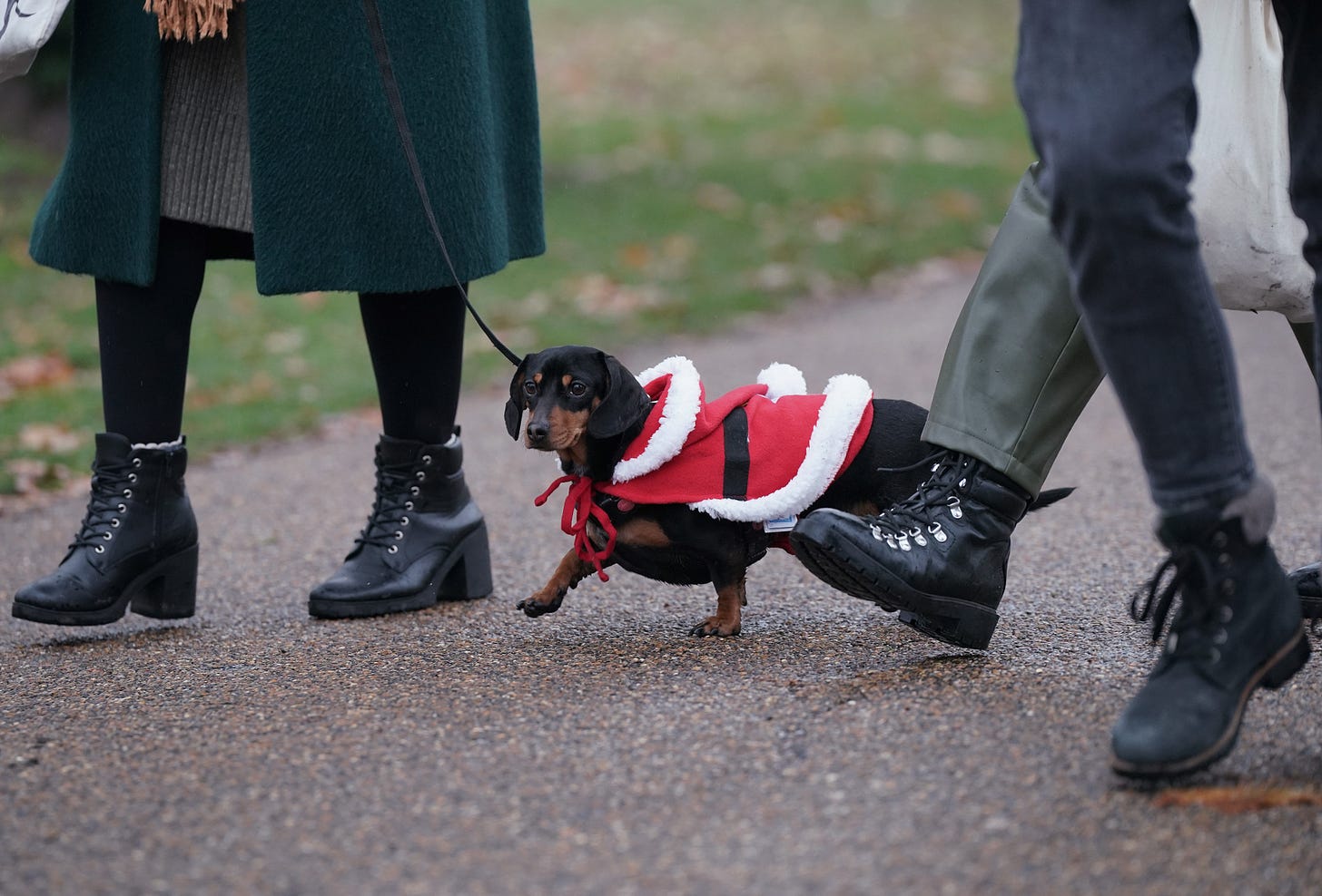 Photo of a sausage dog dressed like Santa out for a walk.