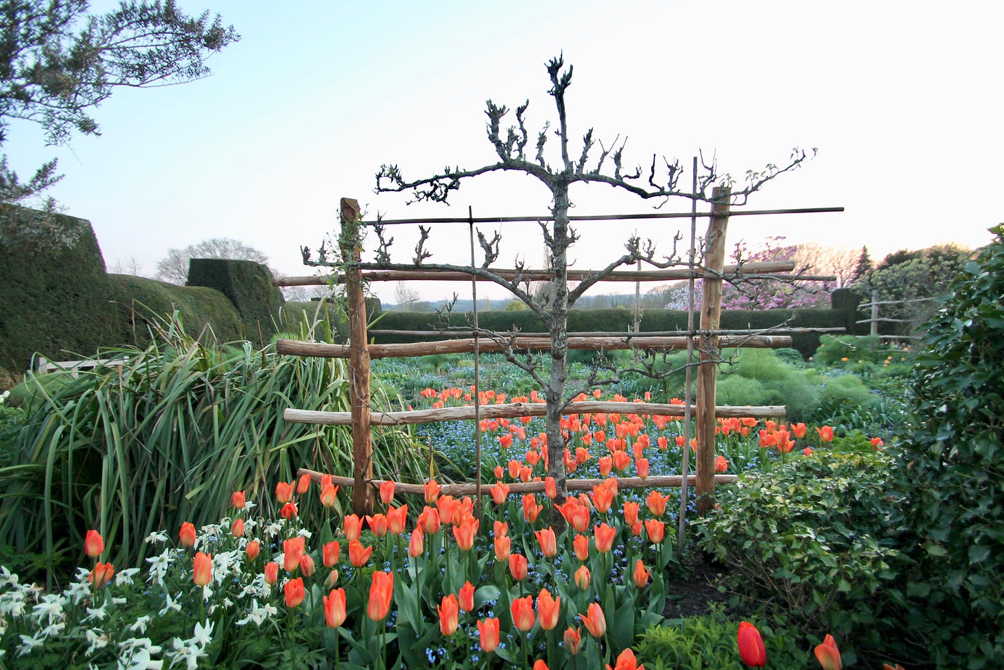 Espalier and a spring tulip display  at Great Dixter. Photo by Molly Hendry