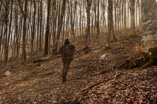 Truffle hunters following Bella in Camerata Nuova, Italy, on Thursday.