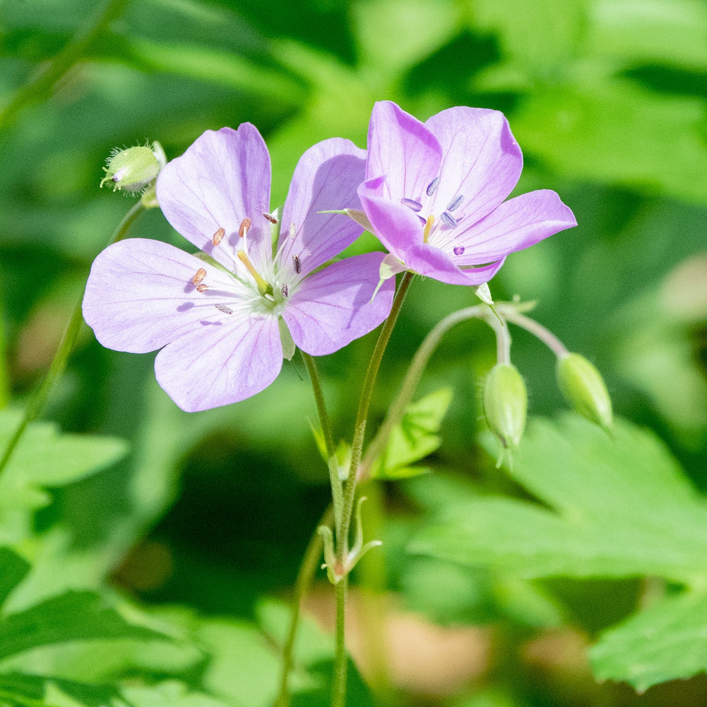 Two pale-pink, five-petal flowers of a wild geranium