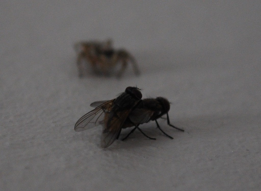 Jumping spider poised to attack two flies.