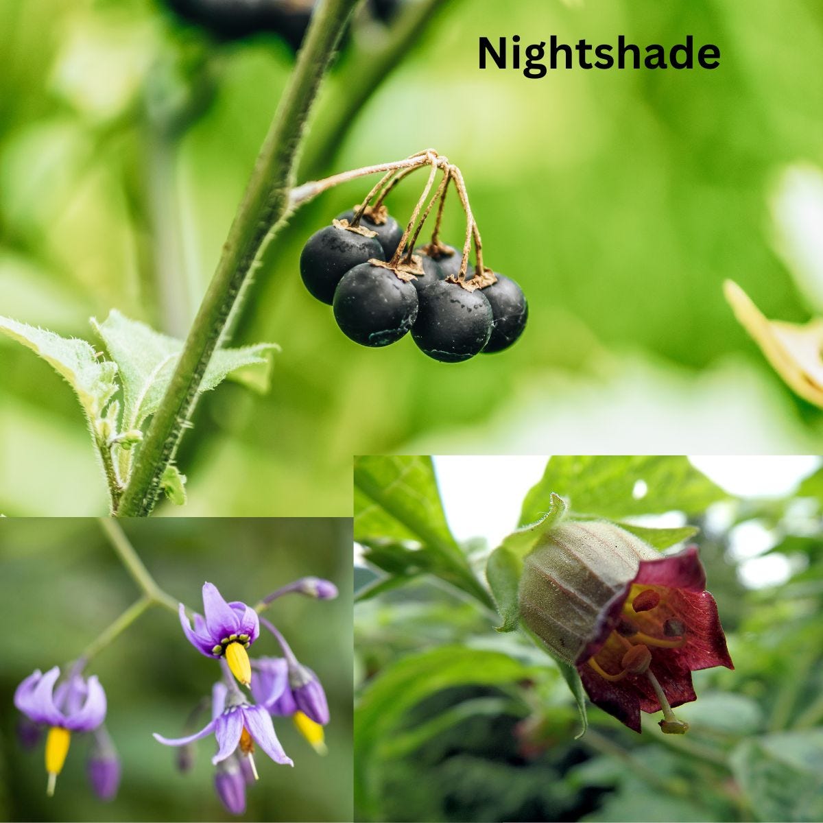 Nightshade