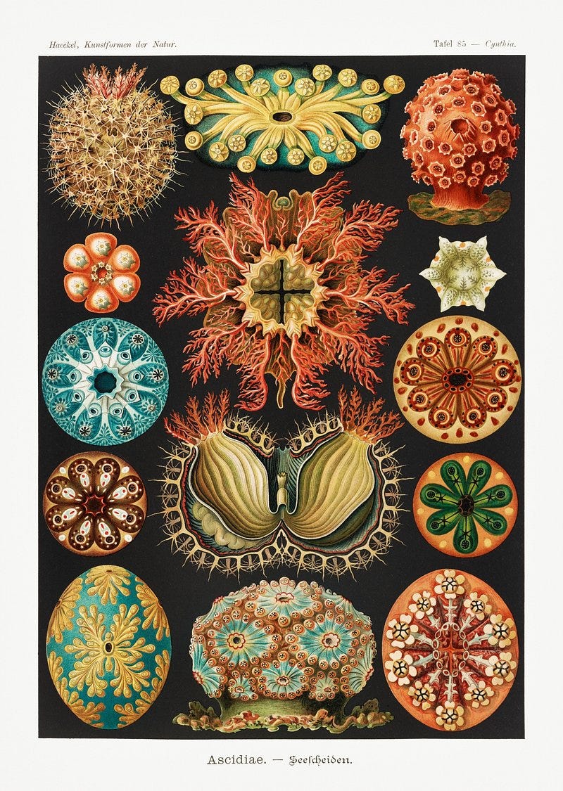 Ernst Haeckel | botanical, butterfly & sea life CC0 illustrations - rawpixel