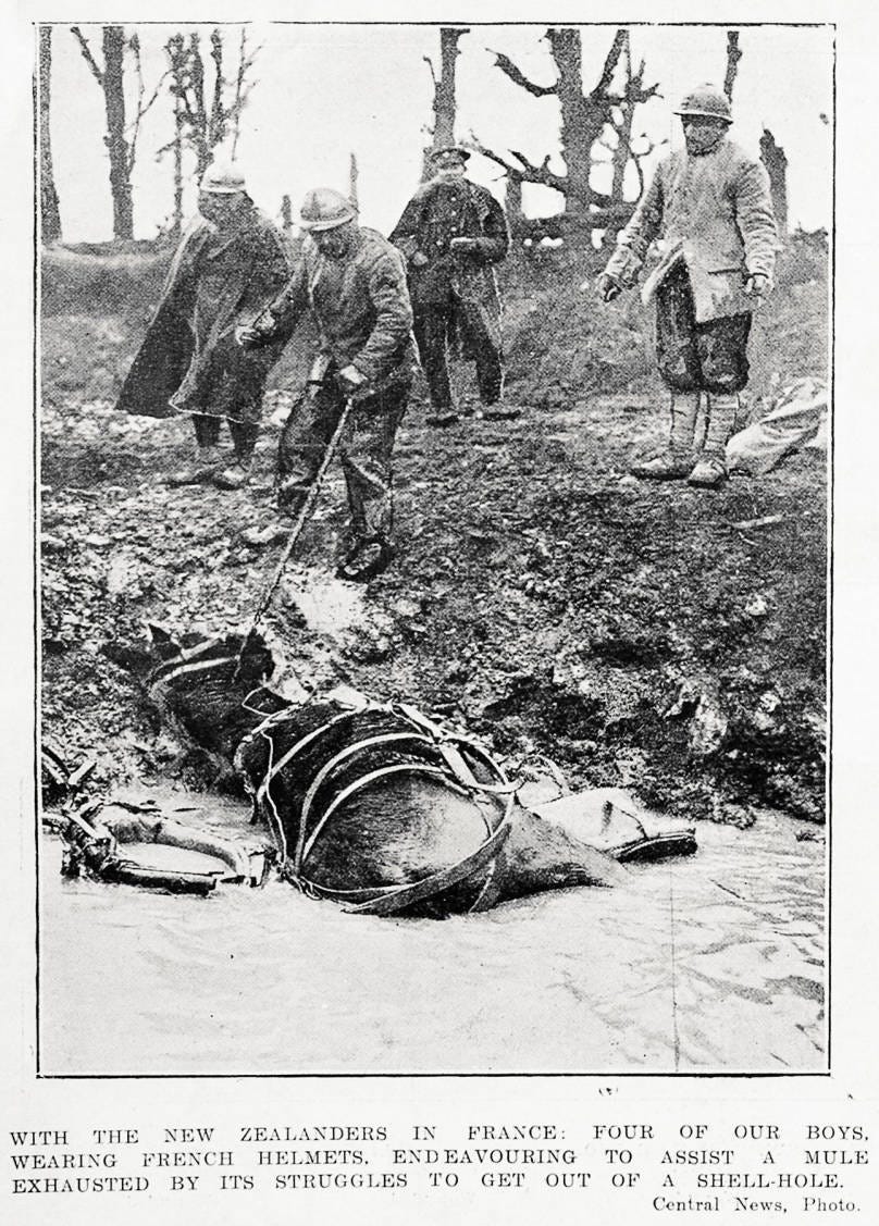 With the New Zealanders in France: four of our boys, wearing French helmets, endeavouring to assist a mule exhausted by its struggles to get out of a shell-hole