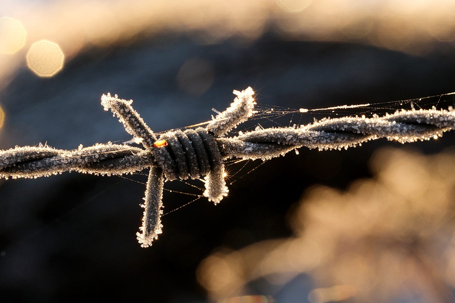 Frost glitters on a strand of barbed wire and highlights strands of spider silk backlit by the rising sun