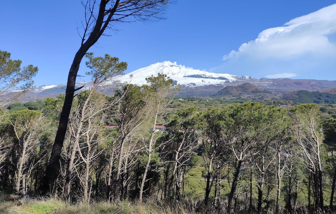 Mt Etna in the distance, windswept trees in the foreground