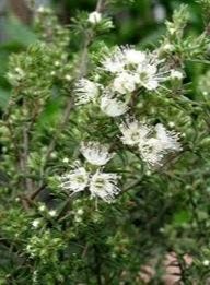 http://www.readyshare.com/Users/weeklynews@fragrantearth-com//kunzea__124953.jpg