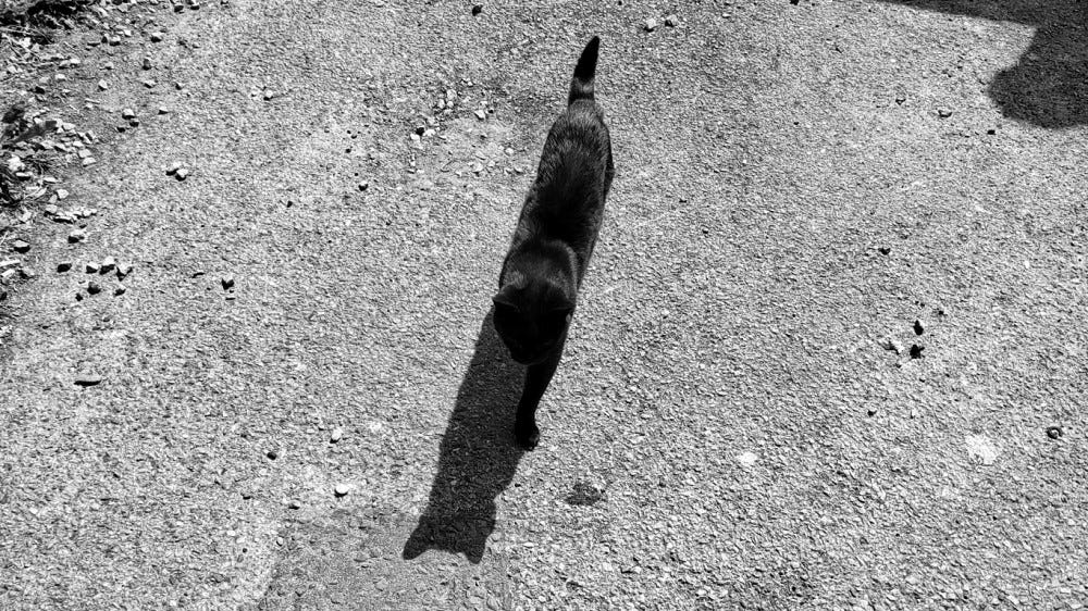 A black cat walking on a driveway with the sun casting a shadow in front, seen from above
