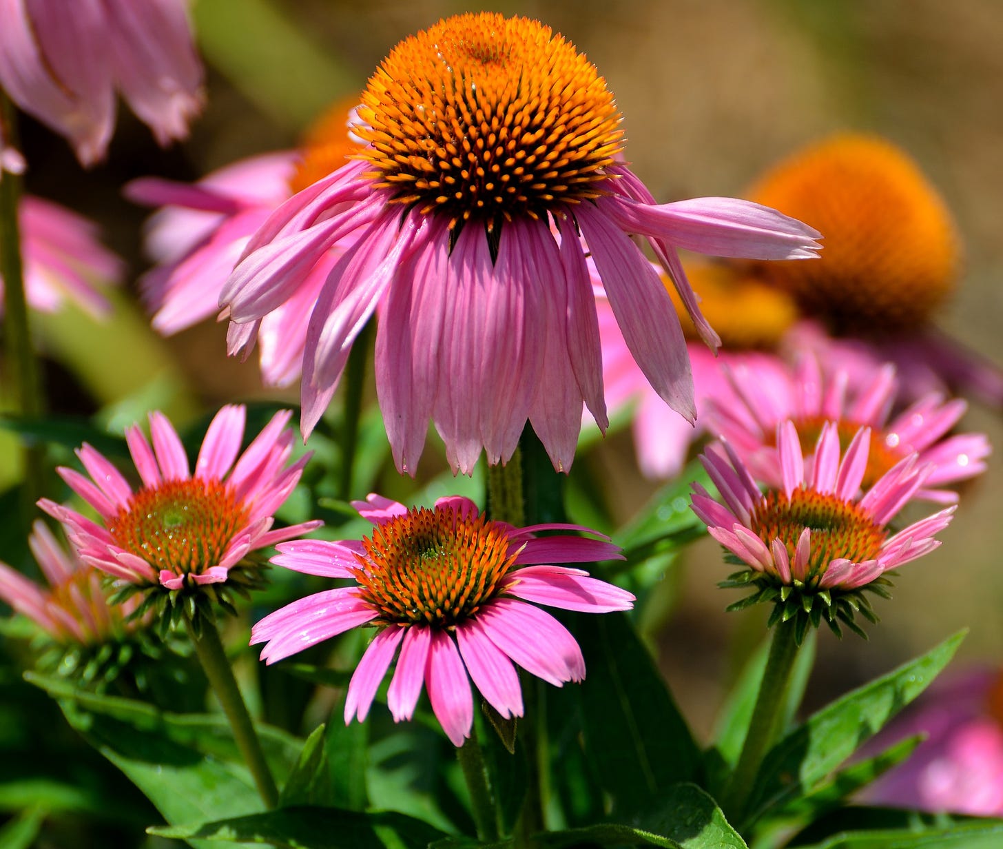 Why Fall is the Best Time to Plant Perennials | Espoma