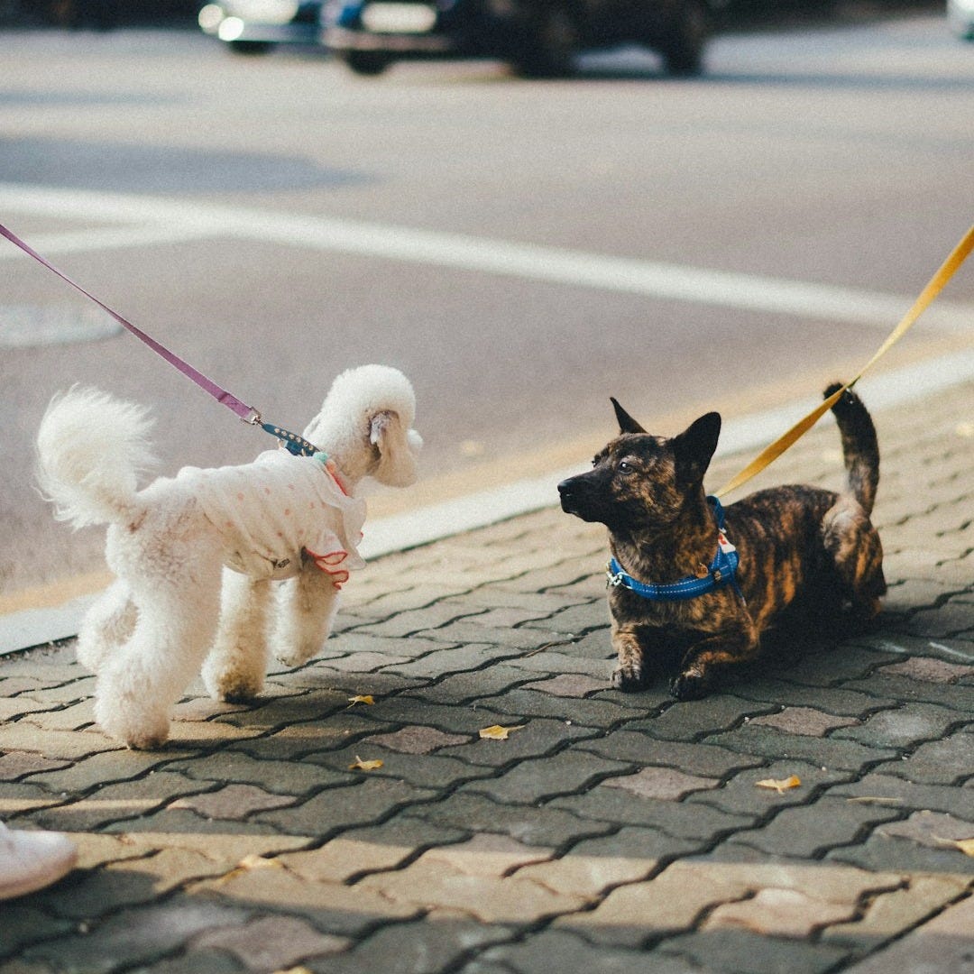 brown and black short coated small dog with white long coat small dog on gray concrete