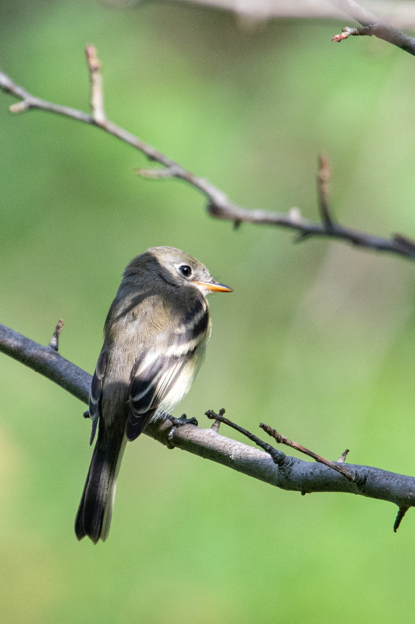 A least flycatcher, perched in sun, looks to the right