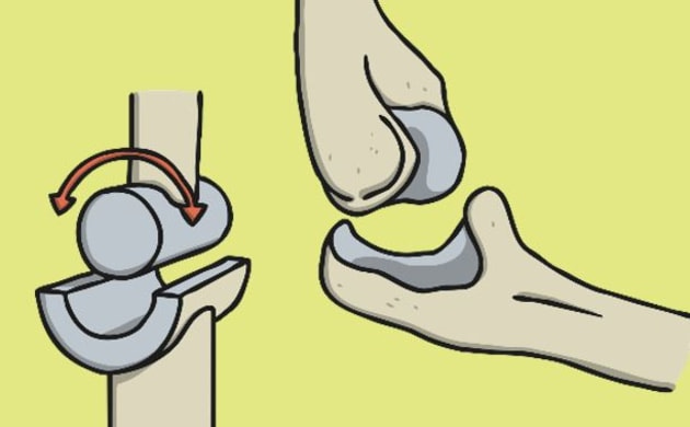 What are the joints in the human body? | Twinkl Teaching Wiki